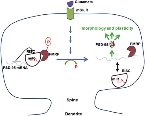 Reversible Inhibition Of Psd 95 Mrna Translation By Mir 125a Fmrp Phosphorylation And Mglur