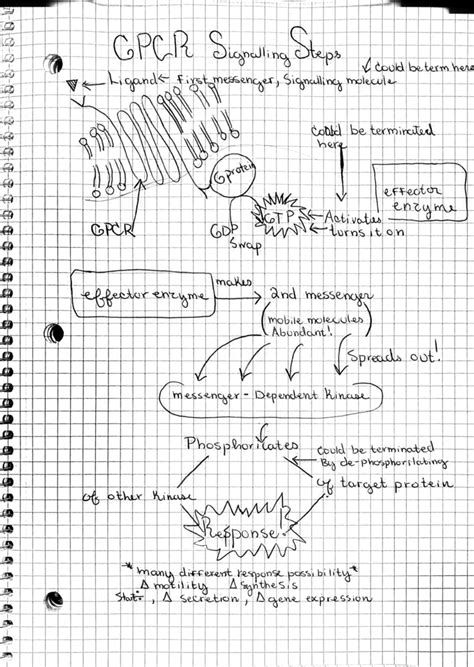 GPCR signaling steps study - 1107 - Studocu 