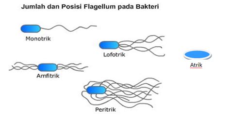 Pengelompokkan Bakteri Berdasarkan Kebutuhan Oksigen Dan Cara Geraknya