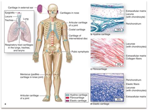 Msk Exam Histology Of Bone And Cartilage Flashcards Quizlet