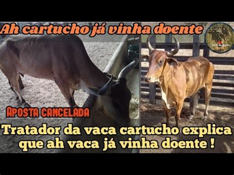 Tratador da vaca cartucho explica q ah vaca já vinha doente e por esse