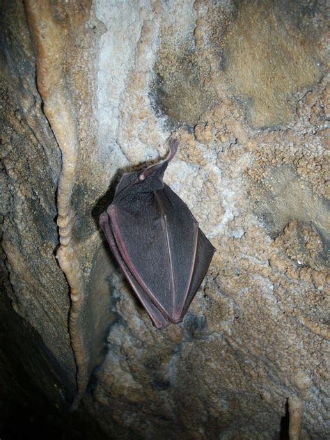 Download free photo of Bat,hibernation,cave,cave formations,stalactites ...