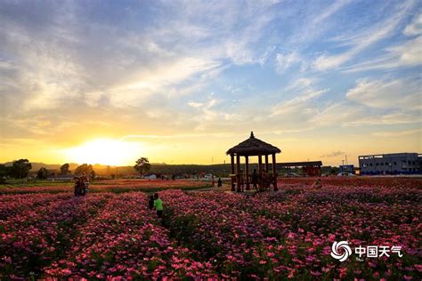 横县格桑花海美如画 广西高清图片 中国天气网