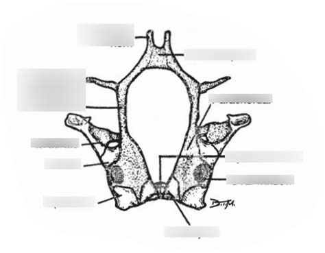 Necturus Chondrocranium Diagram Quizlet