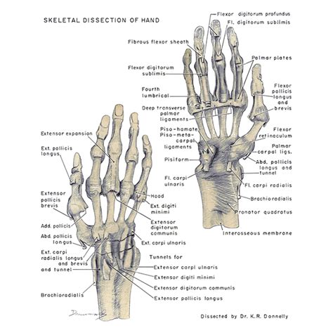 U Br Columbia Drawing Bones Of Hand English Labels Anatomytool