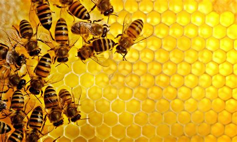 cropped-honey-bee1.jpg – The Honey Bee Doc