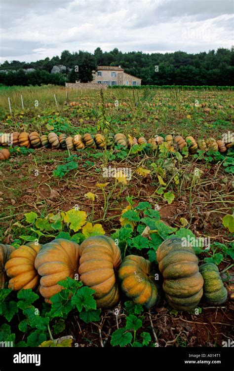 Orange Squash In A Field Provence France Stock Photo Alamy