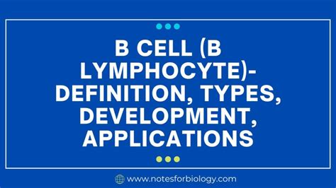 B Cell B Lymphocyte Definition Types Development