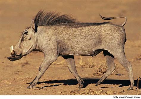 American Heritage Dictionary Entry: wart hog
