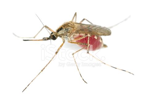 Mosquito Filled With Blood Isolated On White Background Stock Photo ...