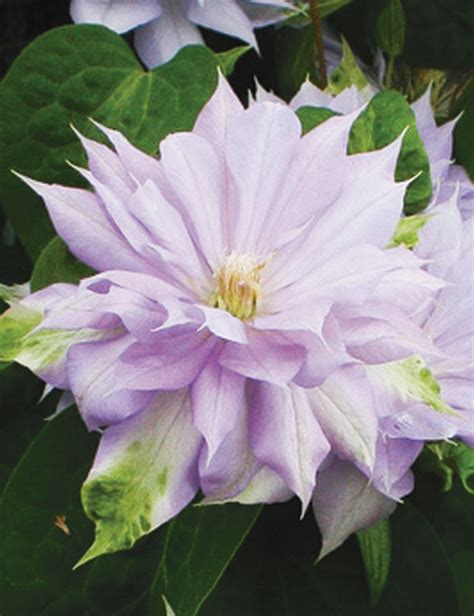 Clematis Jackmanii Hybrid Belle Of Woking Tesselaar