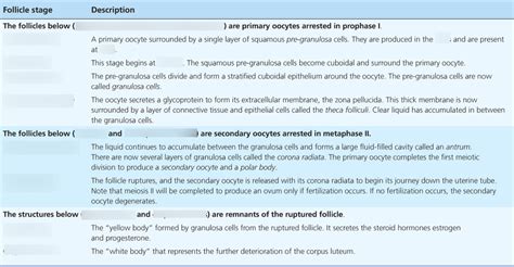 Maturation Stages Of Ovarian Follicles A P2 Lab Exam 4 Diagram Quizlet