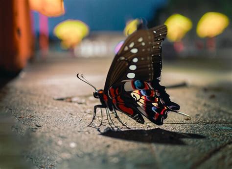 Premium Ai Image Butterfly Colorful On The Wing Beautiful On The Road