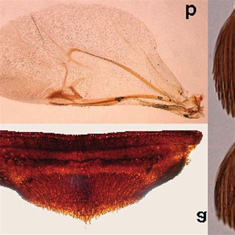 anthrenus anthrenus flavidulus  pygidium  wing   scales