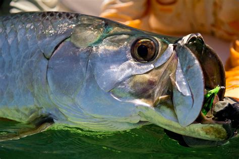 Fly Fishing For Giant Tarpon With Stu Apte | Yellow Dog