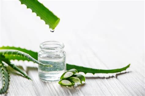 Aloe vera para el pelo beneficios cómo usarlo y más verdades