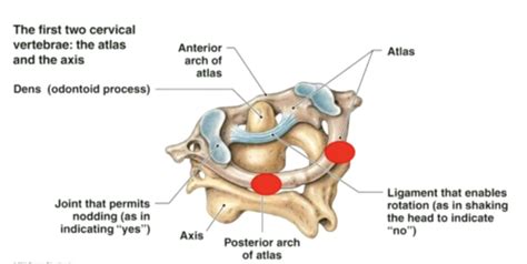 B Ppcomm Lecture Cervical Spine Palpation Rom Special Tests