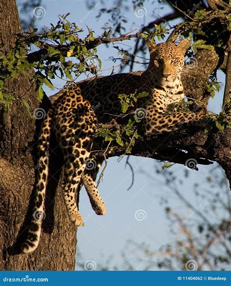 Leopard Lying On A Tree Stock Photo Image Of Botswana