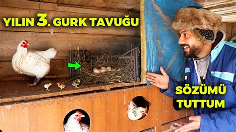 SÖZÜMÜ TUTTUM 3 Gurk Tavuk da Kuluçkaya Yattı Son Çıkan Civcivler