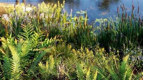 Bundle 46 Wetland Plants | Globe Plants