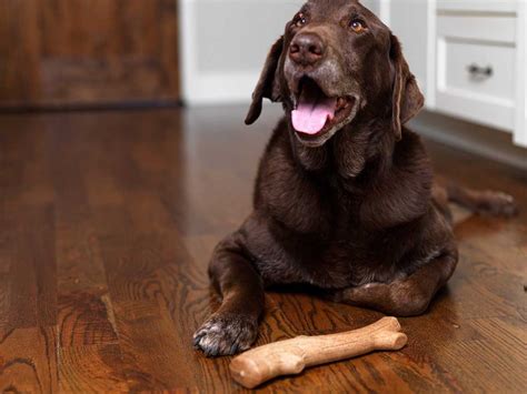 7 Of The Best Toys For Big Dogs Furtropolis