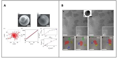 A Light Activated Self Propelled Colloids With A B Scanning Electron