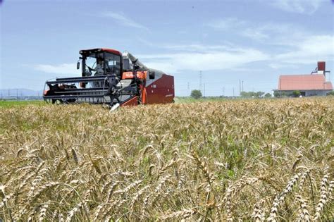 黄金色の実り、埼玉で小麦収穫最盛輸入価格高騰で「国産に好機」 読売新聞