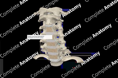 Sixth Cervical Vertebra Complete Anatomy