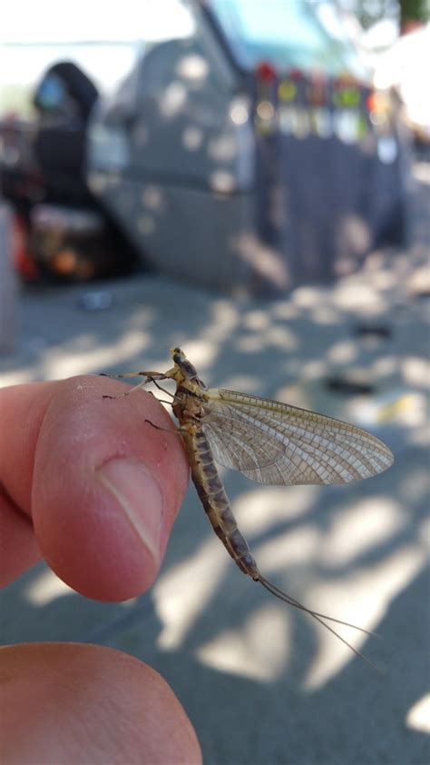 Beautiful Lake Fly At Lake Champlain Vt Rinsects