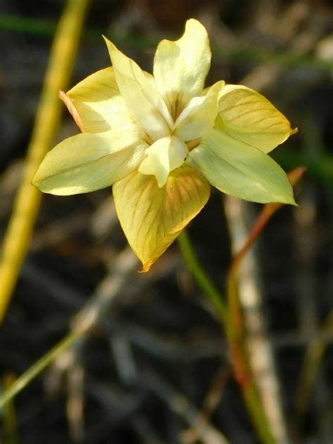 Crisp Tulp From Greyton Nature Reserve 7233 South Africa On September