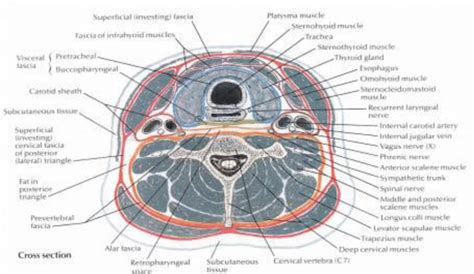 Parapharyngeal Anatomy