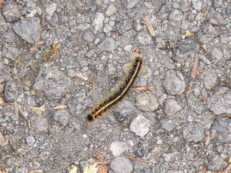 The Online Zoo - Eastern Tent Caterpillar Moth