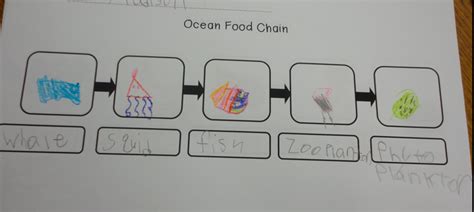 A Very Curious Class: Ocean Food Chain