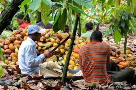 C Te D Ivoire Ins Curit Dans Les Zones De Production Du Cacao Huit