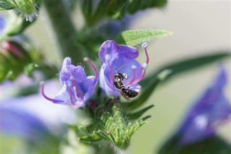 Wildbienen Wie du sie in der Stadt Luzern fördern kannst