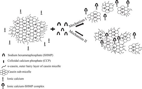 Illustration Of The Interaction Between Casein Micelle And Sodium