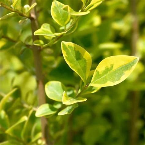 Golden Privet Hedging Plants For Sale Ashridge