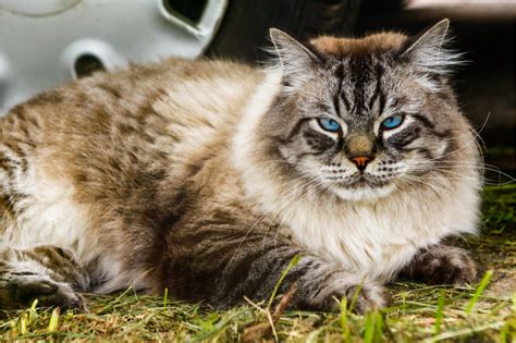 Conheça o gato siberiano preço características e mais Guia Animal