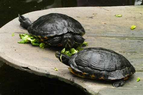 Confused About Turtle Diet? Here's a Detailed Guide on Food for Turtle