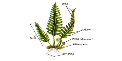 O que são Pteridófitas Resumo Estruturas Classificação e Reprodução