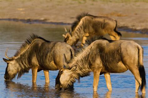 Wild Beest Migration In Tanzania Stock Photo Image Of Hairy Climate