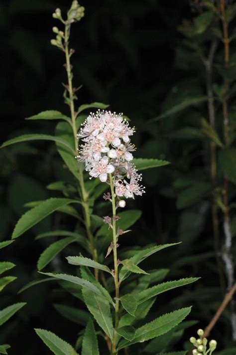 Spiraea Alba Rosaceae Image 112534 At PhytoImages Siu Edu