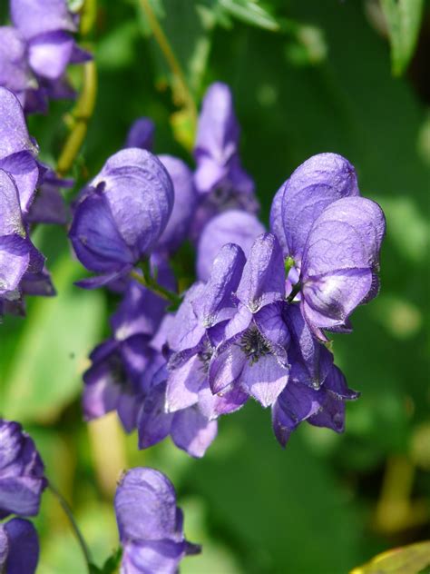 Free Images : blossom, flower, petal, herb, botany, blue, flora