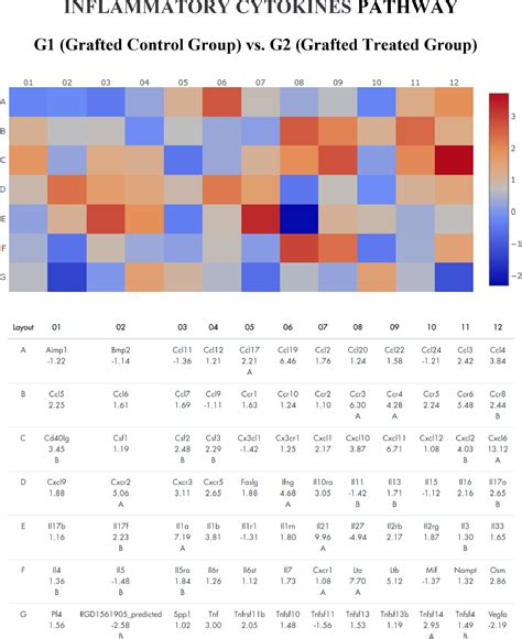 Gene Expression Profile In Experimental Frozen Thawed Ovarian Grafts