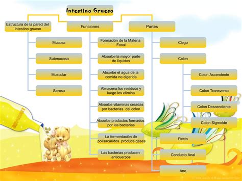 Intestino Grueso Ppt