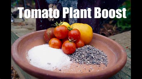 Best Homemade Tomato Fertilizers For Every Growth Stage