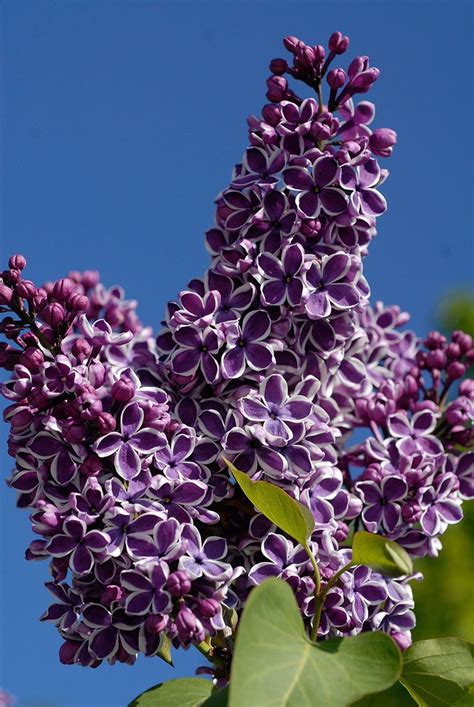 Lilak Pospolity Sensation Syringa Vulgaris