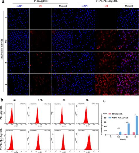 Targeting Ability Of VHPK PLGA COL In Vitro Time Point Study A CLSM