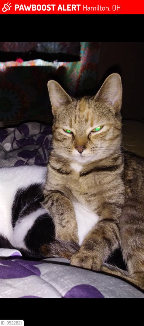 Hamilton OH Lost Female Cat Gizzy Is Missing PawBoost