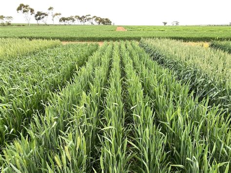 Mowhawk — Longreach Plant Breeders